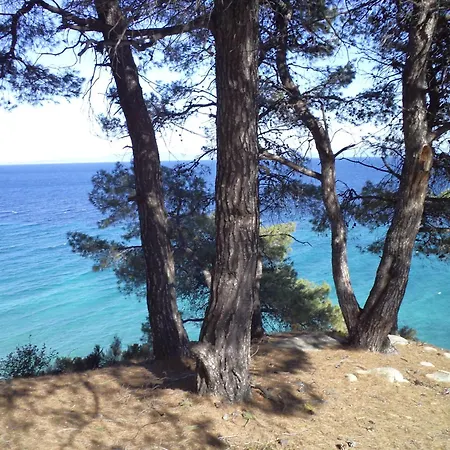 House In Pines In Front Of The Sea Vakantiehuis *